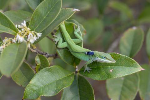 Stroud will spend the next five years transforming Lizard Island into the world’s premier evolutionary observatory (Credit: Jon Suh) Stroud will spend the next five years transforming Lizard Island into the world’s premier evolutionary observatory (Credit: Jon Suh)