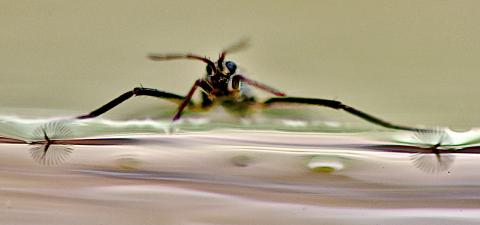 water-bug-hero.jpg