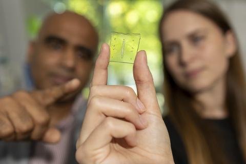 Lung-on-a-Chip With Immune System
