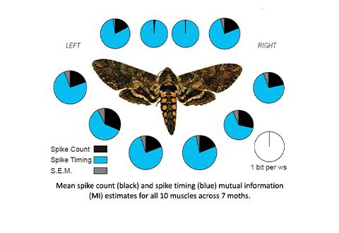 Diagram showing a hawk moth in the center surrounded by twelve circular charts. Each chart displays proportional black and blue segments representing spike count and spike timing data for left and right muscle groups. A legend explains the colors, and text below notes that the values show mutual information estimates for 10 muscles across seven moths