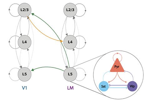 Diagram showing neural connectivity between cortical layers in regions labeled V1 and LM. Arrows connect circular nodes representing layers L2/3, L4, and L5, with green and orange arrows indicating directional pathways. A magnified inset on the right illustrates a simplified microcircuit with shapes labeled Pyr, Sst, and Vip connected by colored arrows.