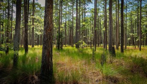 Tall pine trees in a sunlit forest with dense green grasses and undergrowth covering the forest floor.